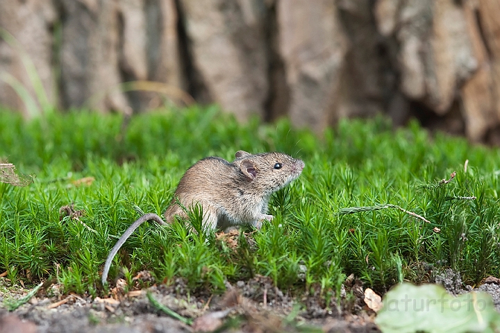 WAH018991.jpg - Brandmus (Striped Field Mouse)