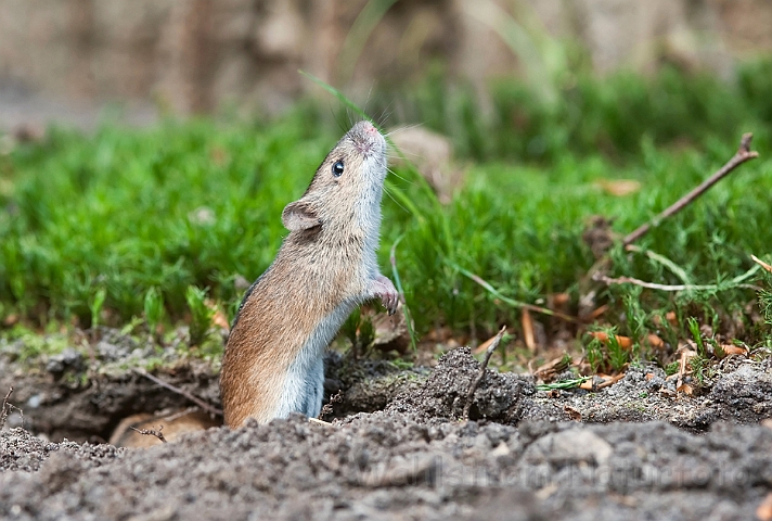 WAH019045.jpg - Brandmus (Striped Field Mouse)