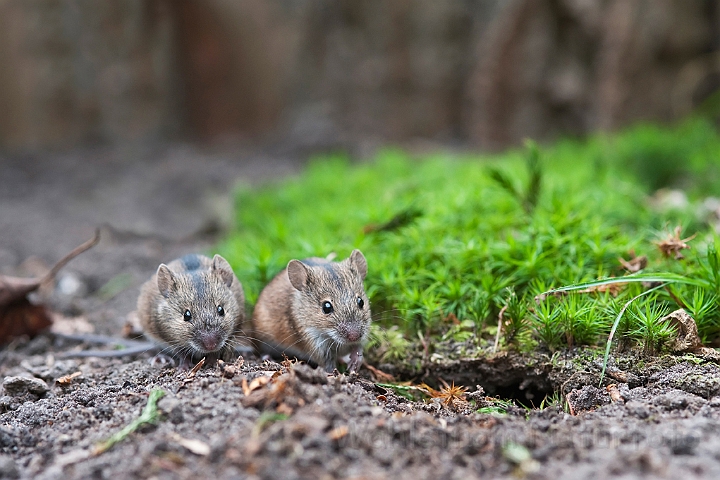 WAH019076.jpg - Brandmus (Striped Field Mouse)