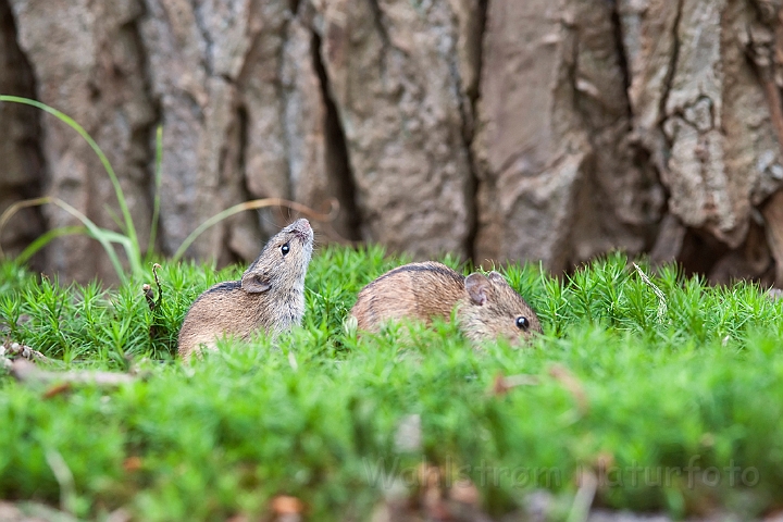 WAH019078.jpg - Brandmus (Striped Field Mouse)