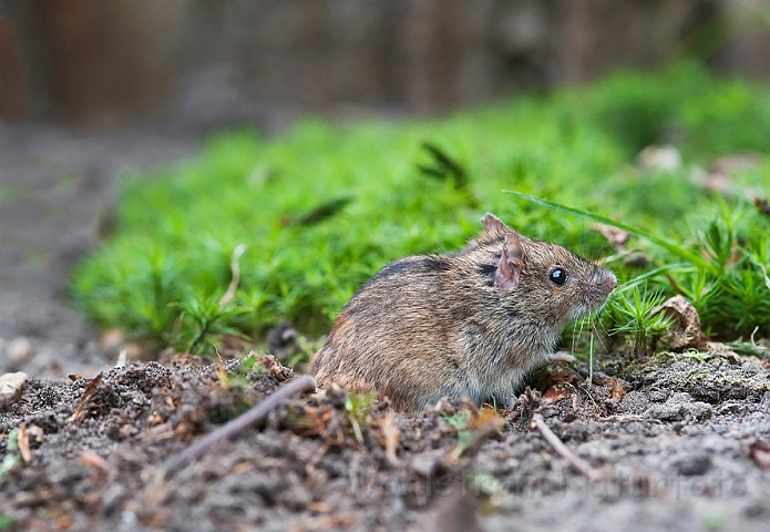 WAH019107.jpg - Brandmus (Striped Field Mouse)