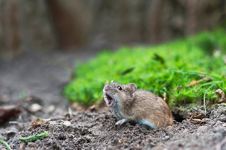 WAH019115.jpg - Brandmus (Striped Field Mouse)