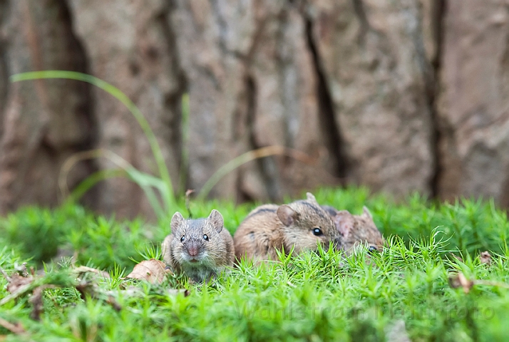 WAH019133.jpg - Brandmus (Striped Field Mouse)