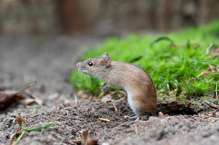 WAH019145.jpg - Brandmus (Striped Field Mouse)