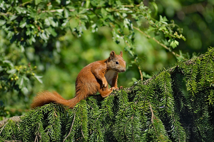 WAH005866.jpg - Rødt egern (Red Squirrel)