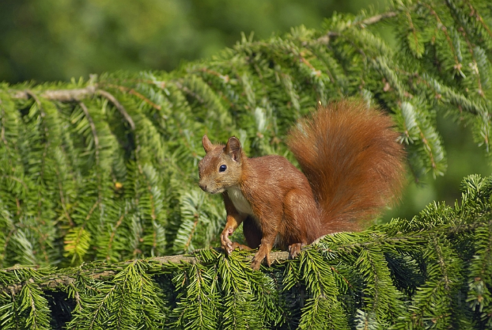 WAH005918P.jpg - Rødt egern (Red Squirrel)