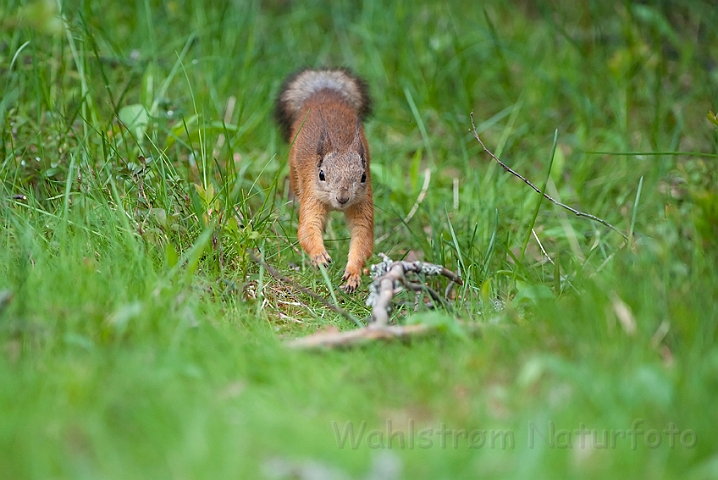 WAH009223.jpg - Egern (Red Squirrel)