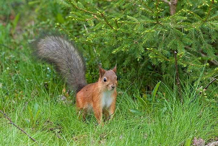 WAH009264.jpg - Rødt egern (Red Squirrel)