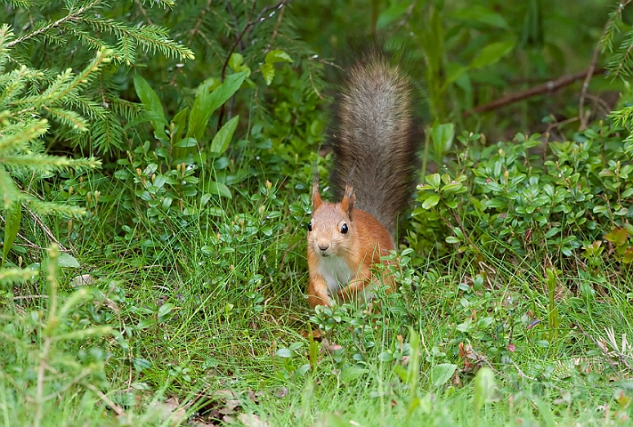 WAH009265.jpg - Rødt egern (Red Squirrel)