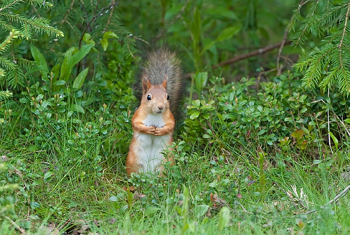 WAH009267.jpg - Rødt egern (Red Squirrel)