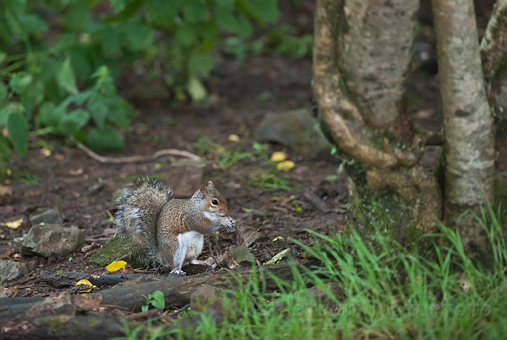 WAH018657.jpg - Gråt egern (Grey Squirrel)