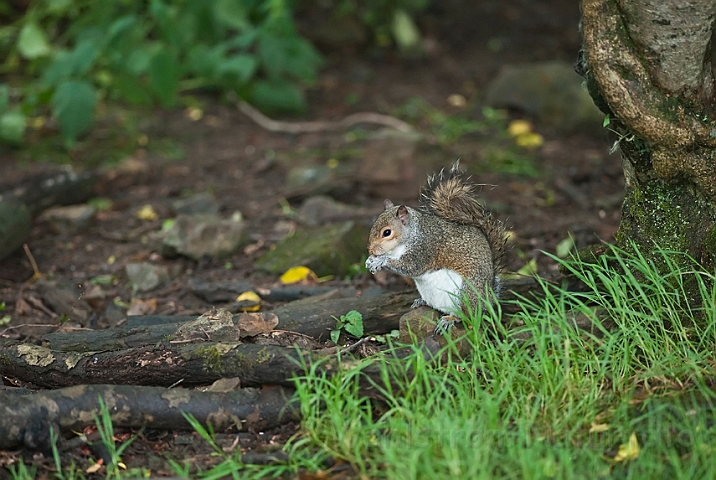 WAH018658.jpg - Gråt egern (Grey Squirrel)