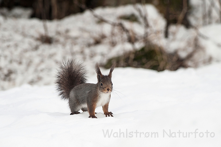 WAH025506.jpg - Rødt egern (Red Squirrel)