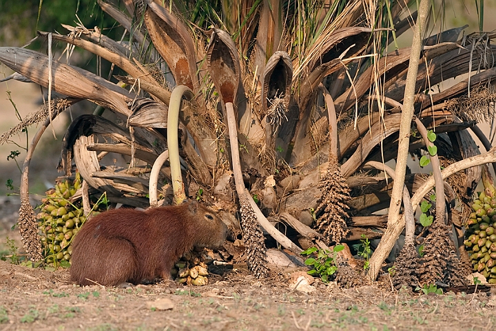 WAH019442.jpg - Flodsvin (Capybara) Brazil