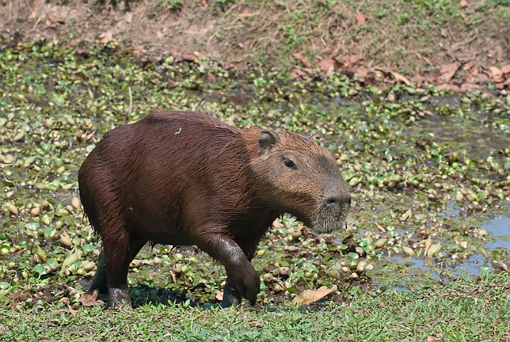 WAH019609.jpg - Flodsvin (Capybara) Brazil