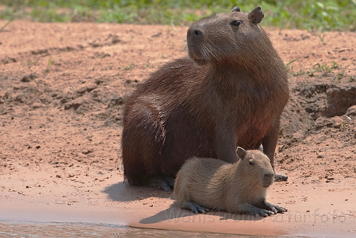 WAH019811.jpg - Flodsvin (Capybara) Brazil