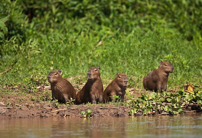 WAH019879.jpg - Flodsvin (Capybara) Brazil