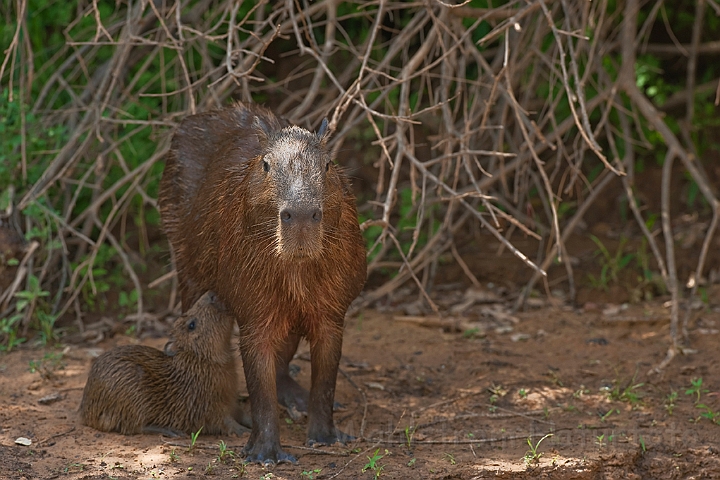 WAH019887.jpg - Flodsvin (Capybara) Brazil