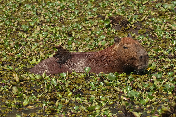 WAH019922.jpg - Flodsvin (Capybara) Brazil