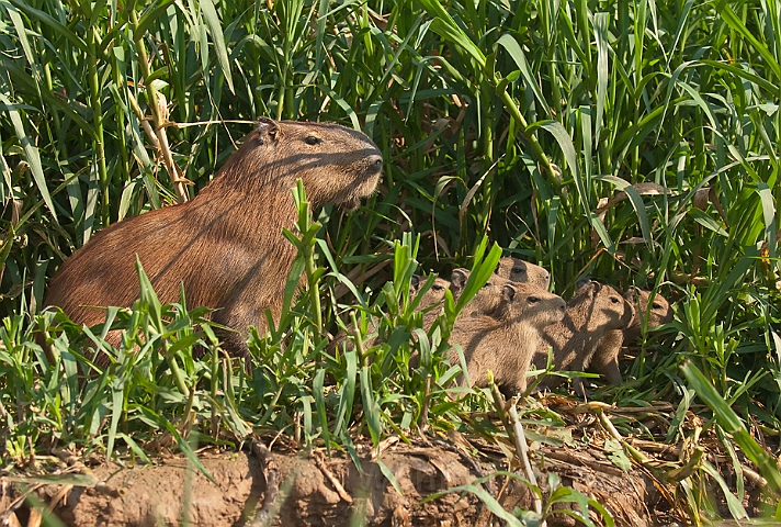 WAH020047.jpg - Flodsvin (Capybara) Brazil