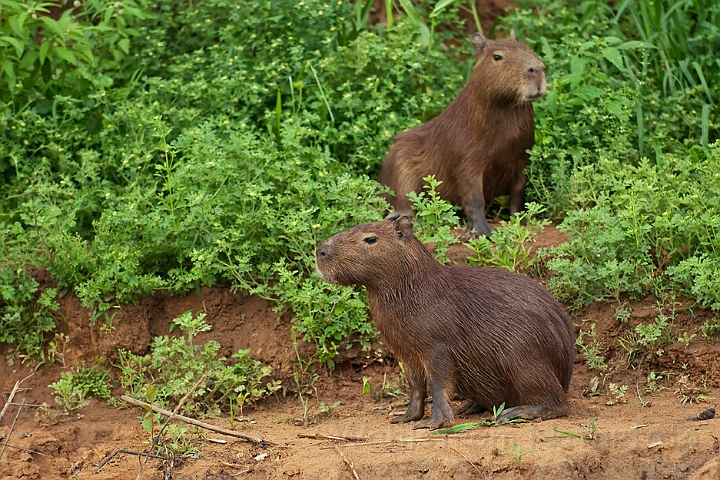 WAH020076.jpg - Flodsvin (Capybara) Brazil