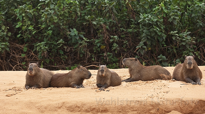 WAH020082.jpg - Flodsvin (Capybara) Brazil