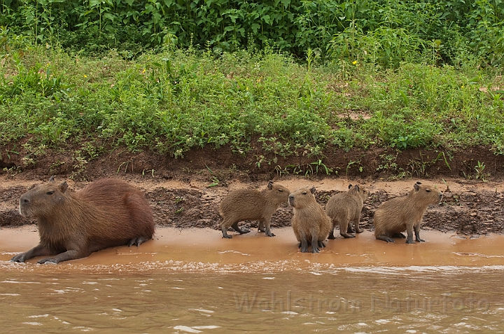 WAH020092.jpg - Flodsvin (Capybara) Brazil