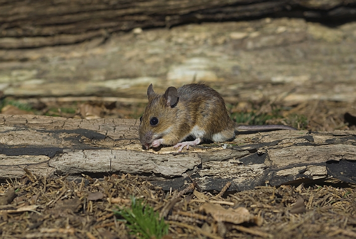 WAH006595.jpg - Halsbåndmus (Yellow-necked Mouse)