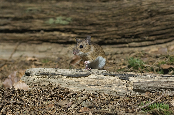 WAH006599.jpg - Halsbåndmus (Yellow-necked Mouse)