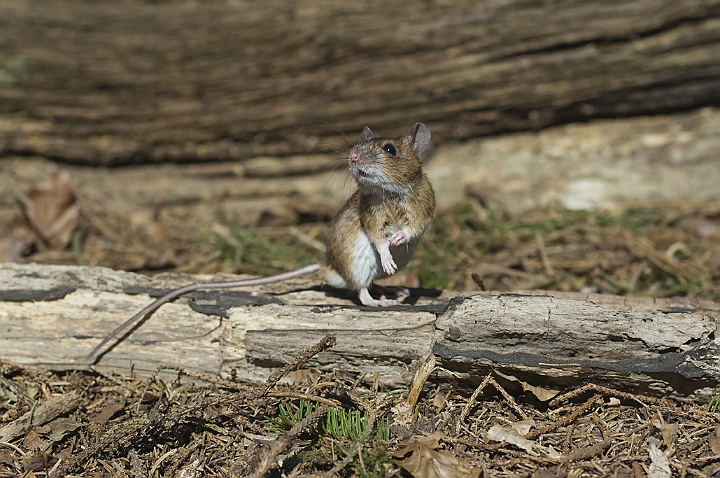 WAH006609.jpg - Halsbåndmus (Yellow-necked Mouse)