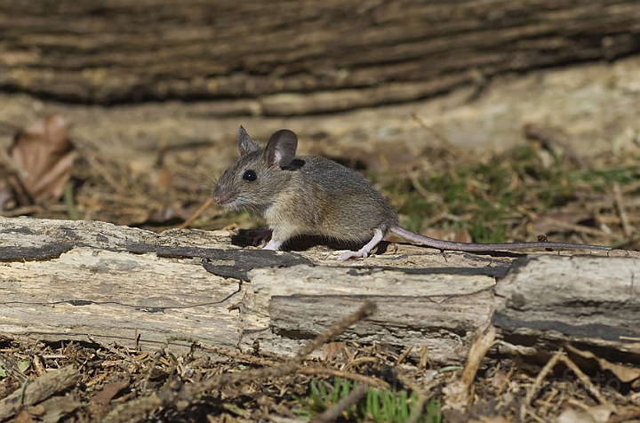 WAH006611.jpg - Halsbåndmus, unge (Yellow-necked Mouse, young)