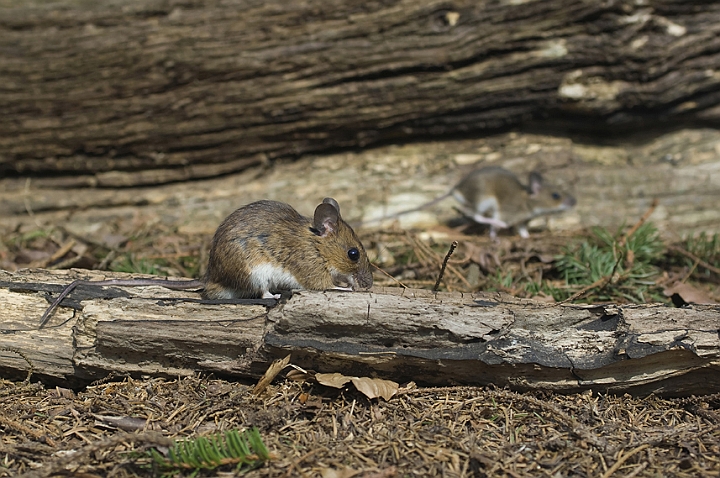 WAH006614.jpg - Halsbåndmus (Yellow-necked Mouse)