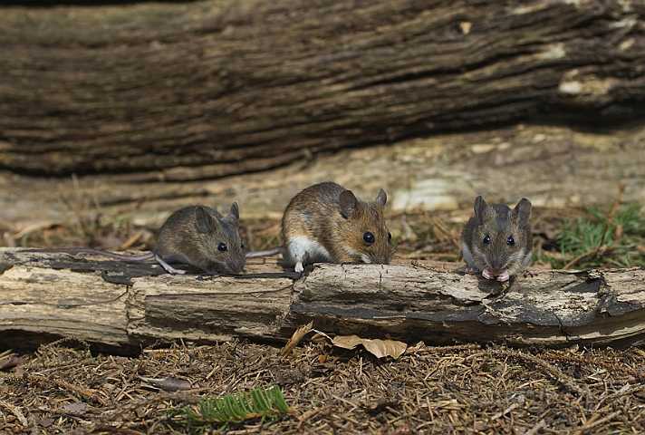 WAH006618.jpg - Halsbåndmus (Yellow-necked Mouse)