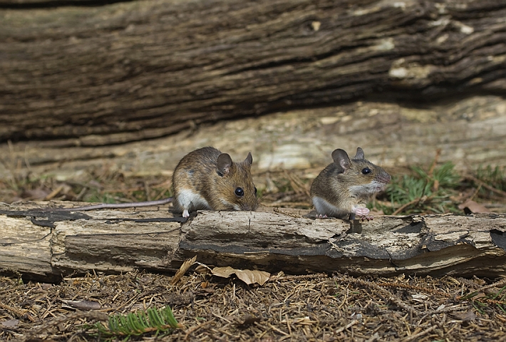 WAH006621.jpg - Halsbåndmus (Yellow-necked Mouse)