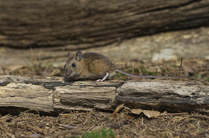 WAH006626.jpg - Halsbåndmus (Yellow-necked Mouse)