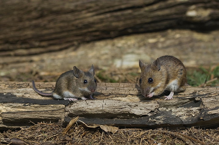 WAH006633.jpg - Halsbåndmus (Yellow-necked Mouse)