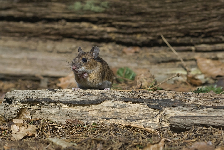 WAH006640.jpg - Halsbåndmus (Yellow-necked Mouse)