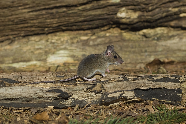 WAH006655.jpg - Halsbåndmus, unge (Yellow-necked Mouse, young)