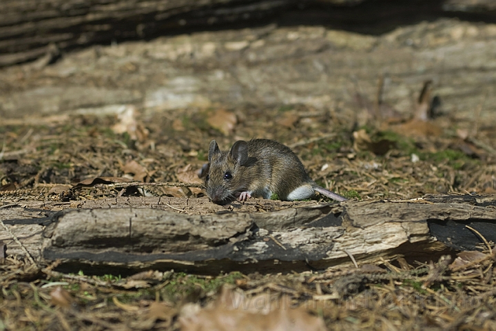 WAH007873.jpg - Halsbåndmus (Yellow-necked Mouse)