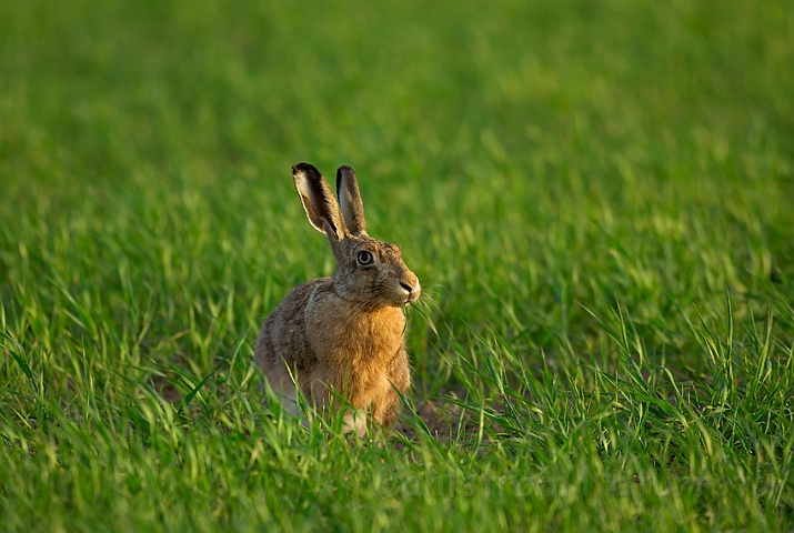 WAH007188.jpg - Hare 