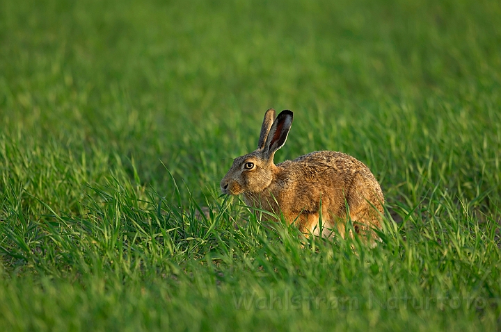 WAH007190.jpg - Hare