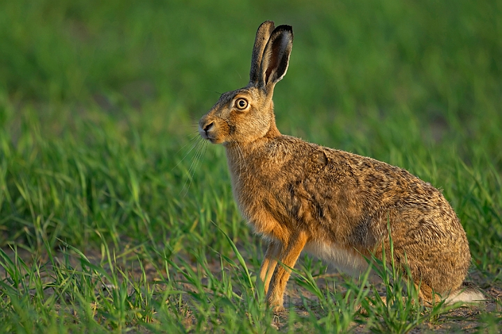 WAH007191.jpg - Hare