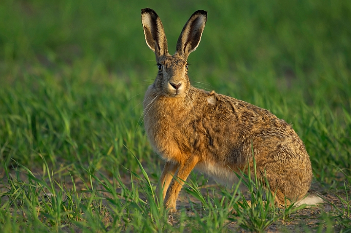 WAH007192.jpg - Hare