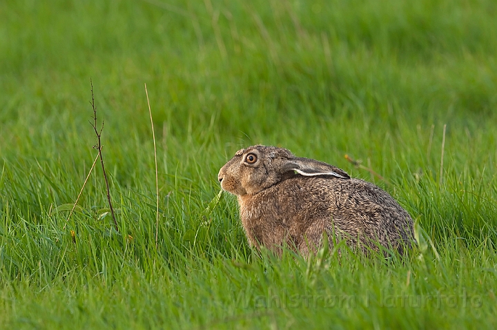 WAH010390.jpg - Hare (European Hare)