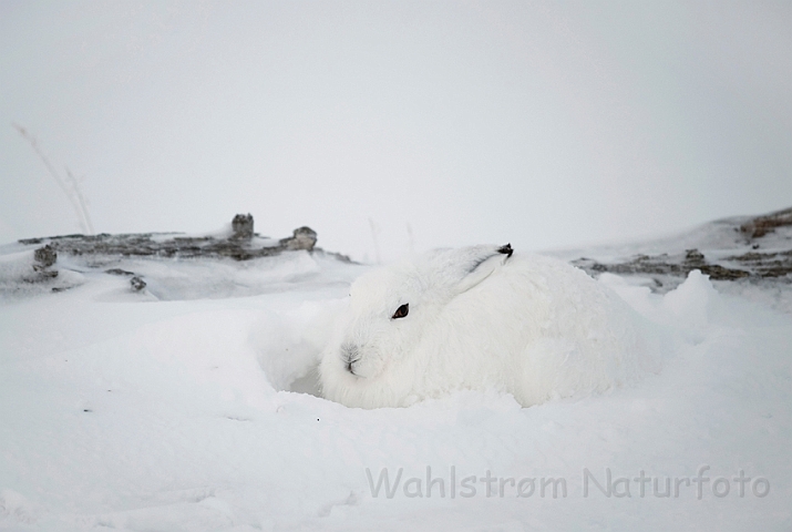 WAH011631.jpg - Polarhare (Arctic Hare)