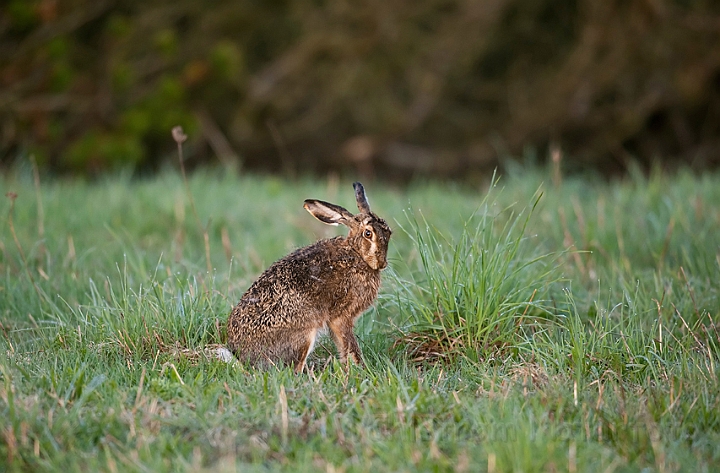 WAH013480.jpg - Hare (Brown Hare)