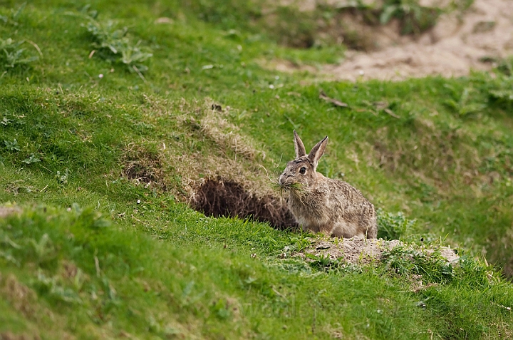 WAH018389.jpg - Vildkanin (Rabbit)