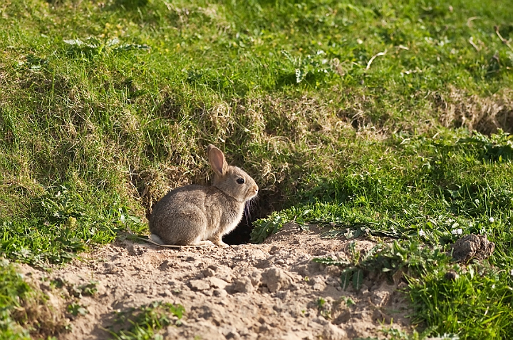 WAH018484.jpg - Vildkaninunge (Young Rabbit)