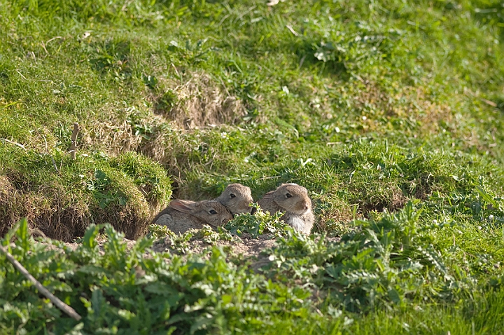 WAH018487.jpg - Vildkaninunger (Young Rabbits)