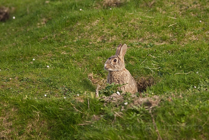 WAH018508.jpg - Vildkanin (Rabbit)